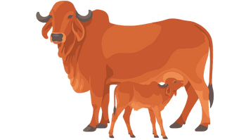 A2 Desi Cow