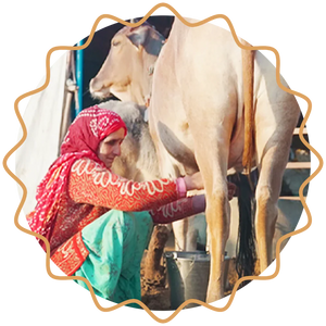 Milking with Care
